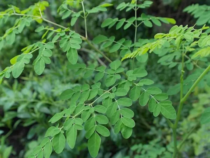 Effective Health Benefits Of Moringa