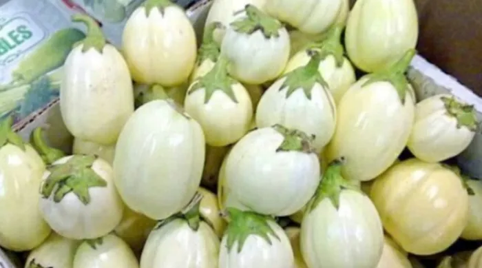 Garden Eggs And Its Health Benefits