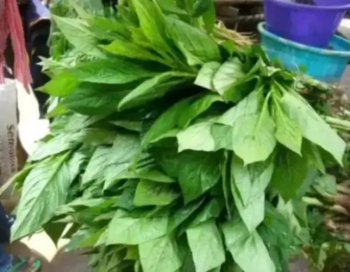 Vegetables That Can Clear Out Infection, Urinary Tract