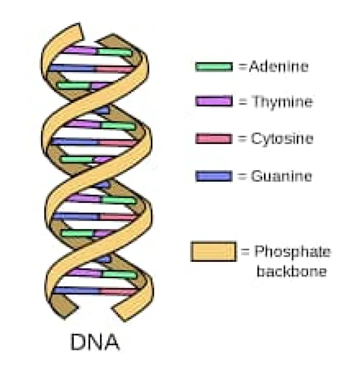 One in Four Nigerian Men Found Not to be Biological Fathers, DNA Report Reveals
