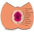 More Things To Know About The Women Vagina