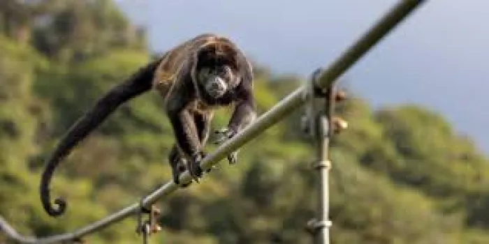 Monkey Wahala: Intruder Cause Nationwide Blackout for Sri Lanka