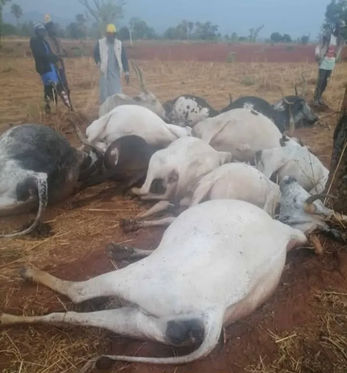 Thunder Don Kill Herder and 12 Cows for Southern Kaduna