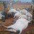 Thunder Don Kill Herder and 12 Cows for Southern Kaduna