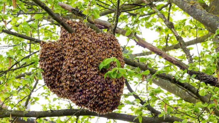 Bee Wahala for Osun: Bees Kill One Farmer, Injure Two for Igbajo Farm