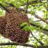 Bee Wahala for Osun: Bees Kill One Farmer, Injure Two for Igbajo Farm