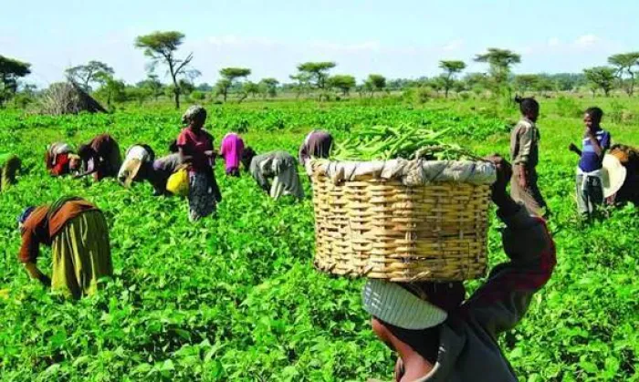 “2026 Farming Go Hard”…Nigerian Farmers