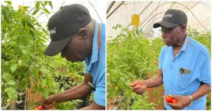Nigerian Farmers Celebrate Obasanjo