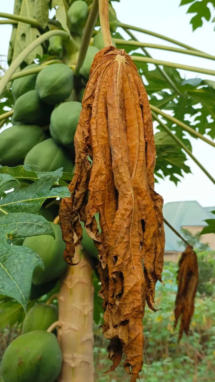 Papaya Leaf Herbal Blends: Natural Boosts for Energy, Vitality & Wellness