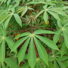 Hidden health benefits of cassava leaves healthy tips on cassava leaves
