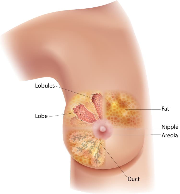 Alcohol Links To Breast Cancer...WHO