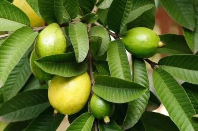 Reasons You Should Boil Guava Leaves To Drink Regularly