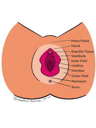 More Things To Know About The Women Vagina