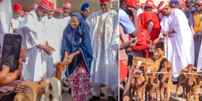 Kano Governor Empowers Women With Goats