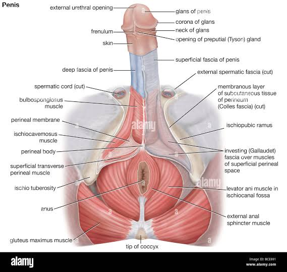 blatant Lies About  Men's Penis